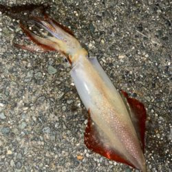 狙い通りですが数は釣れません。