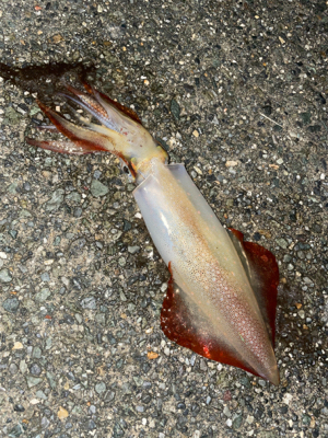 狙い通りですが数は釣れません。