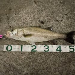 新河岸川　雨後　増水濁りシーバス