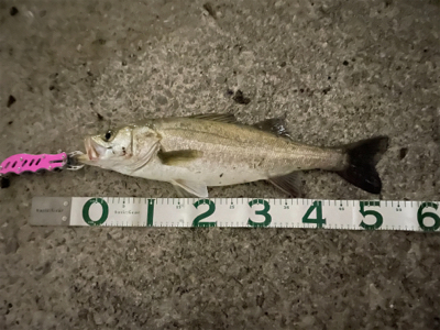 新河岸川　雨後　増水濁りシーバス