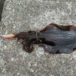 春イカ、ラストかなぁ