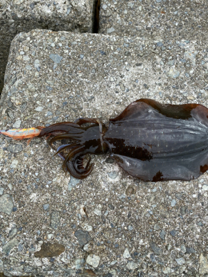 春イカ、ラストかなぁ