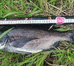 『釣りデビュー☆』192日目