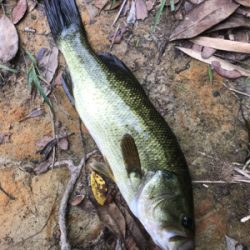 バス釣りええ感じ