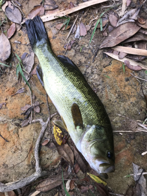 バス釣りええ感じ