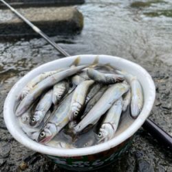 ついでの大川小鮎釣り