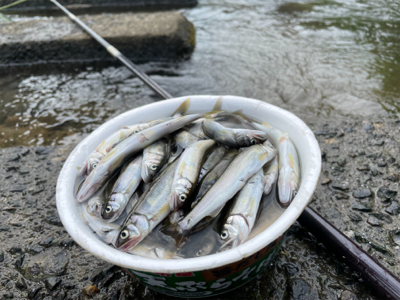 ついでの大川小鮎釣り
