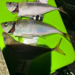 まだまだ少ないアジ・・・