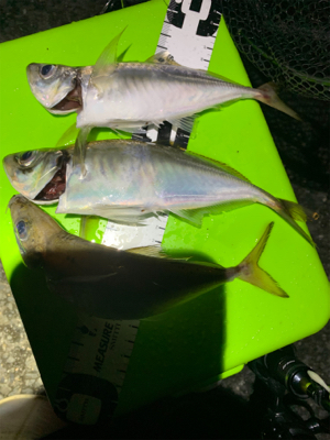 まだまだ少ないアジ・・・