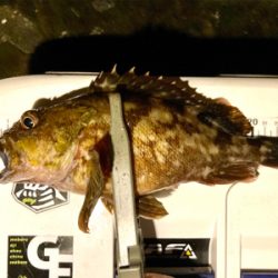 ガシラと子サバ