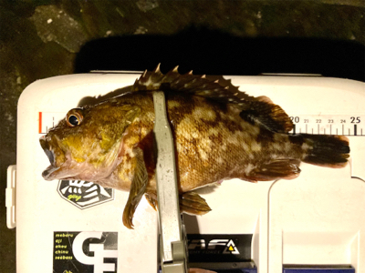 ガシラと子サバ