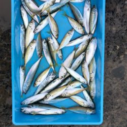 豆アジ、豆サバ