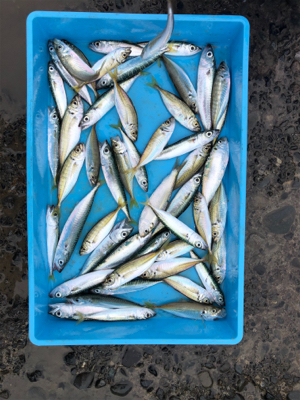 豆アジ、豆サバ