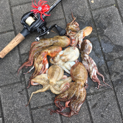 丁寧にタコ散歩して8杯。。