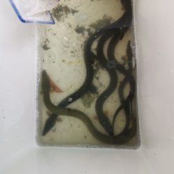 ウナギ、スッポン採取