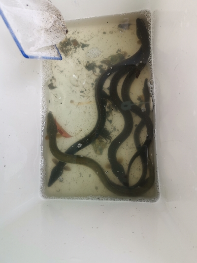 ウナギ、スッポン採取