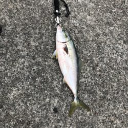 ハマチ？メジロ？