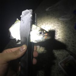 初めてのカゴ釣り