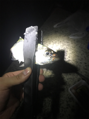 初めてのカゴ釣り