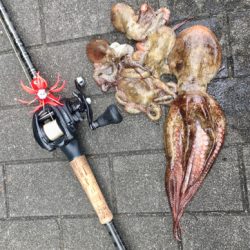 蛸散歩。。5杯。。。