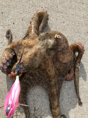 でたー！念願の2kgオーバー！