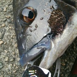 『釣りデビュー(^^)』194日目