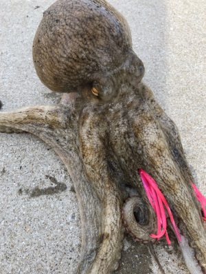 夕涼みオクトパッシング