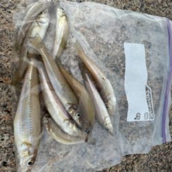 キスは大きくなったかな?