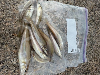 キスは大きくなったかな?