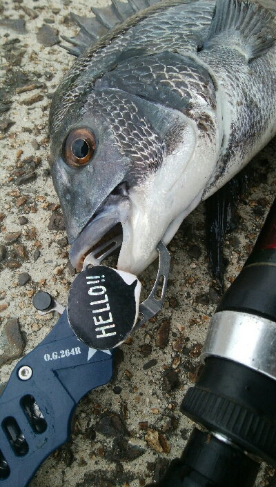 『釣りデビュー(^^)』195日目