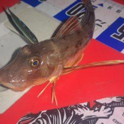 アジング練習 307