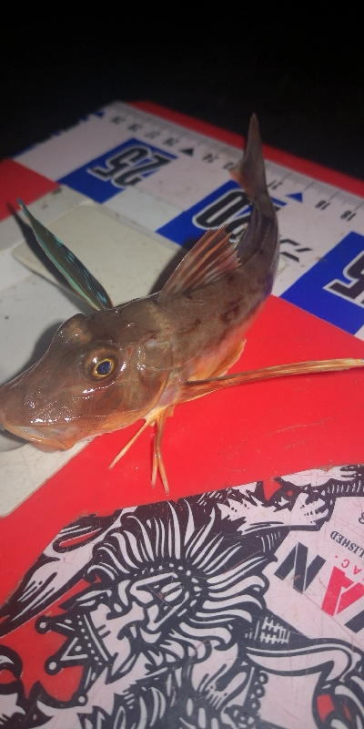 アジング練習　307　