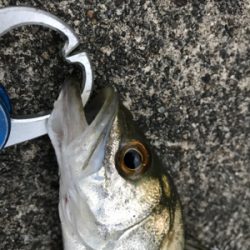 チーバスとゆかいな。