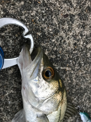 チーバスとゆかいな。