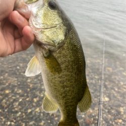 ミノーフィッシュ