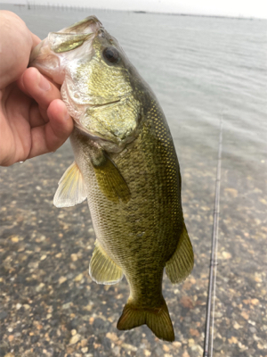 ミノーフィッシュ