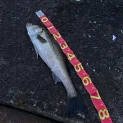 あと2cm！悔ーーー