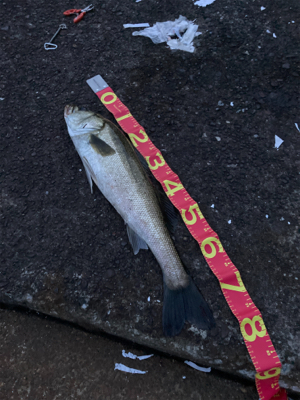 あと2cm！悔ーーー