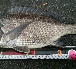 『釣りデビュー(^_-)』196日目