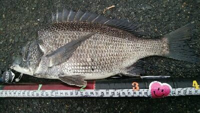 『釣りデビュー(^_-)』196日目