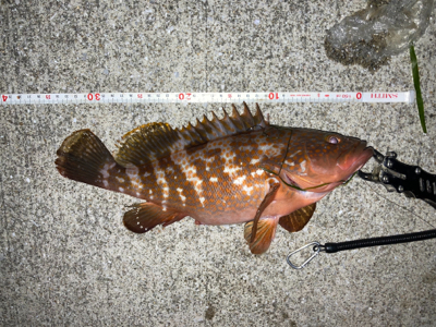 ナイトアコウゲーム