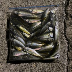 アジング時々ぶっ込み