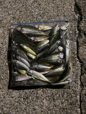 アジング時々ぶっ込み