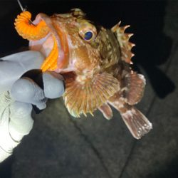 リリースサイズやけどおったな