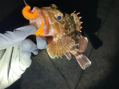 リリースサイズやけどおったな