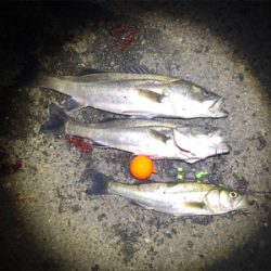 シャローアサシンでシーバス