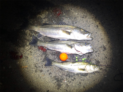 シャローアサシンでシーバス