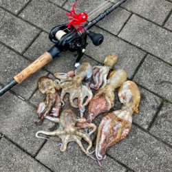 激水潮の中で蛸散歩。6杯。。