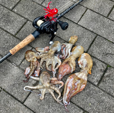 激水潮の中で蛸散歩。6杯。。