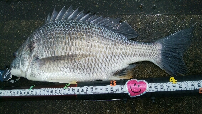 『釣りデビュー(^_-)』197日目